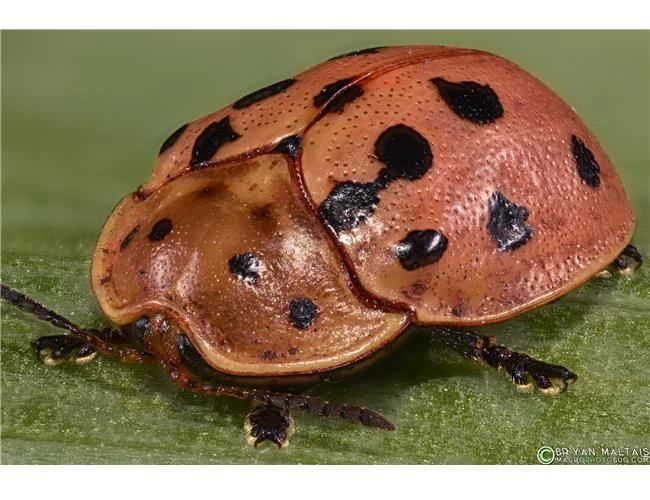 Mười lời khuyên từ chuyên gia để thành công với ảnh Macro