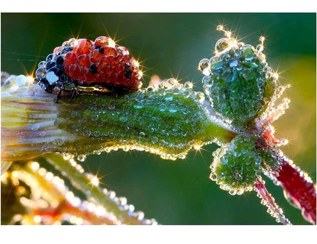 Mười lời khuyên từ chuyên gia để thành công với ảnh Macro