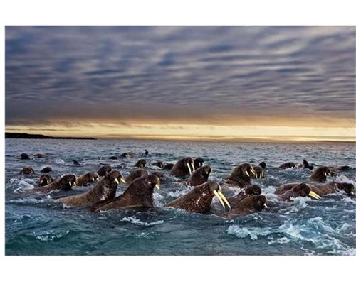 3 cách để chụp động vật hoang dã cho người mới