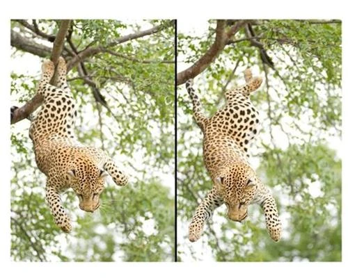 3 cách để chụp động vật hoang dã cho người mới