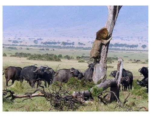 3 cách để chụp động vật hoang dã cho người mới