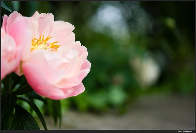 50mm F/1.8 chiếc ống kính thân thiết cho dòng máy Sony A7