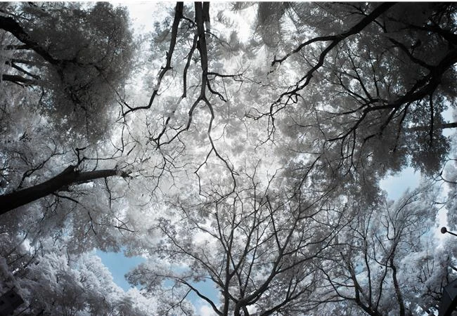 Chụp hồng ngoại bằng cách dùng máy ảnh chuyển đổi