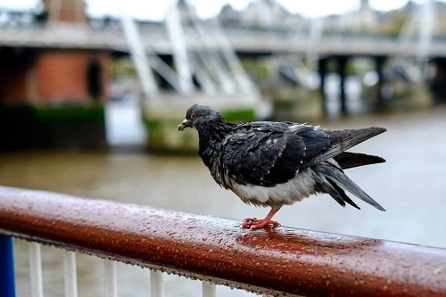 4 ống kính Fujinon góc rộng được yêu thích nhất