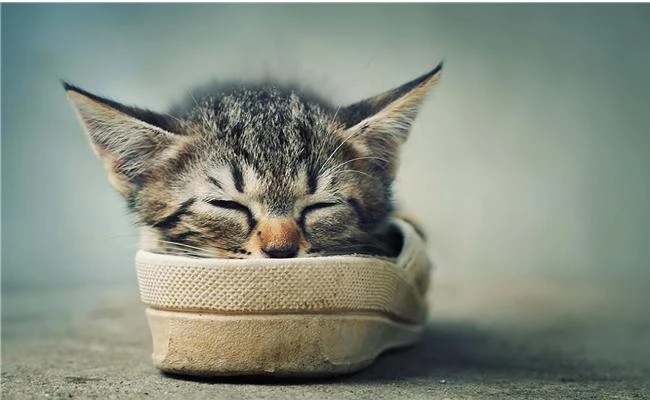 Hãy học nhiếp ảnh bắt đầu từ học lấy nét