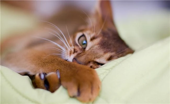 Hãy học nhiếp ảnh bắt đầu từ học lấy nét