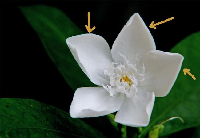 Học cách chỉnh sữa hình ảnh đơn giản bằng Lightroom (phần 1)