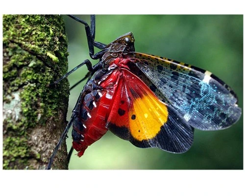 Chụp hoa lá, côn trùng với đèn flash