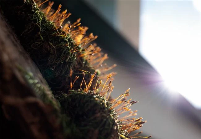 Những bài tập nhiếp ảnh dành cho người mới chơi