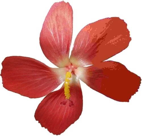 Những điều chưa biết về dạng ảnh JPEG