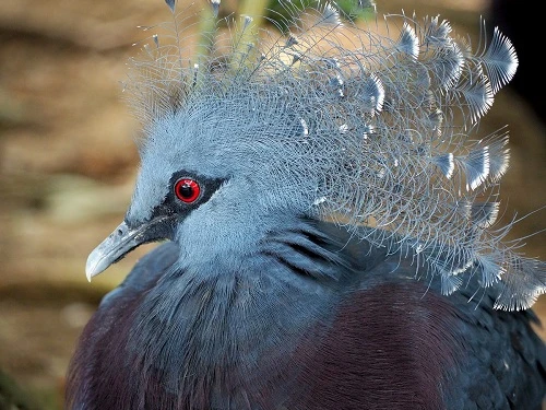 Những máy ảnh Olympus sẽ khơi dậy sự quan tâm của bạn 