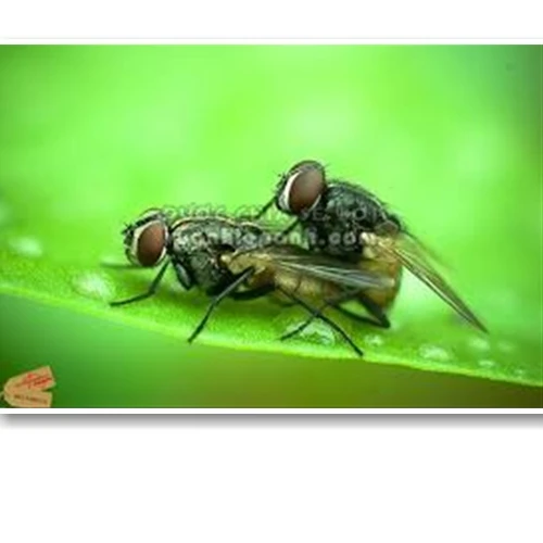 Kinh nghiệm chụp macro