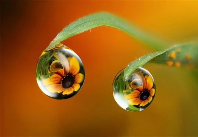 Sáng tạo hơn với kiểu chụp hoa trong giọt nước