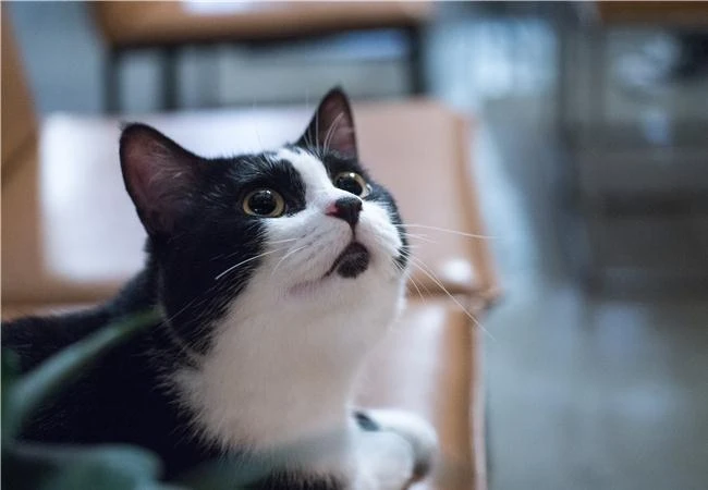 Thủ thuật để có những bức hình đẹp cùng thú cưng