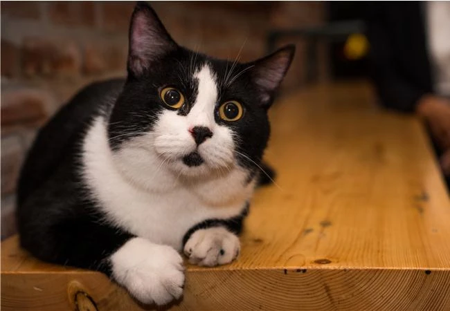 Thủ thuật để có những bức hình đẹp cùng thú cưng