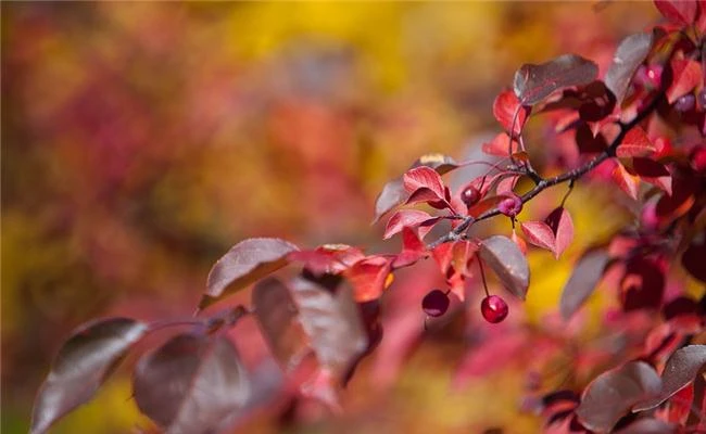 Tìm hiểu về độ sâu trường ảnh DOF và quy đổi tương đương ống kính