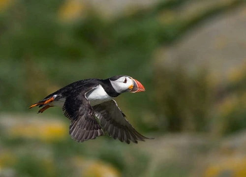 Màn trập và tốc độ màn trập máy ảnh