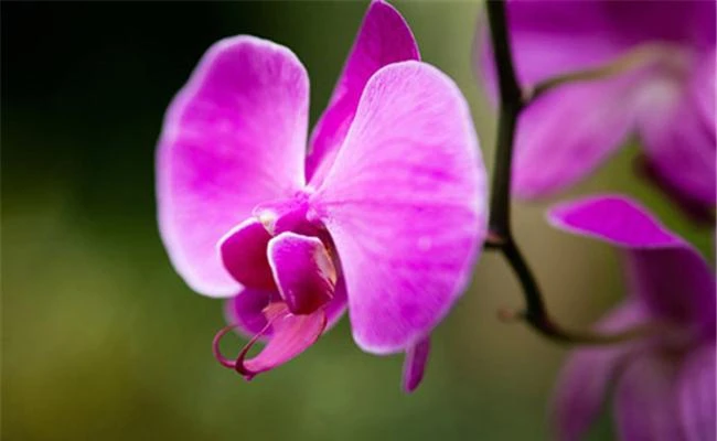 Một số thủ thuật để có bức hình đẹp với hoa