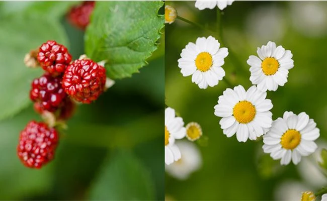 Một số thủ thuật để có bức hình đẹp với hoa