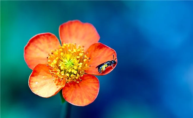 Một số thủ thuật để có bức hình đẹp với hoa