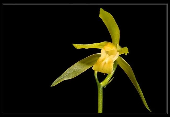 Một số thủ thuật để có bức hình đẹp với hoa