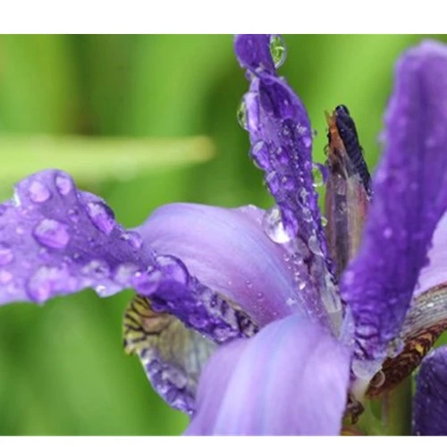 Cho hoa cỏ mềm mại hơn