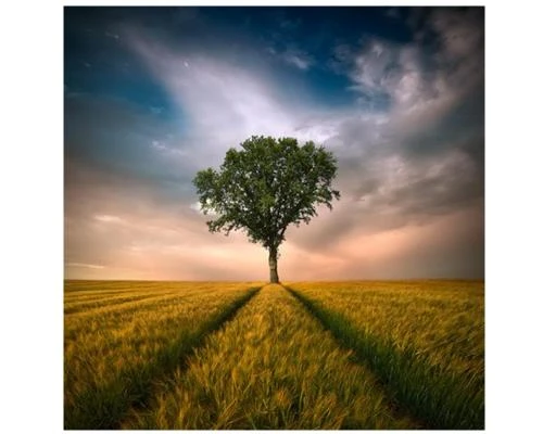 Nếu chơi ảnh bằng điện thoại thì hãy nhớ những kiểu bố cục này