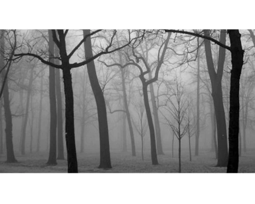 Trời âm u, làm sao để có ảnh đẹp?