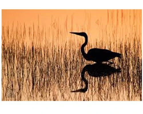 Chụp ảnh theo phong cách thiền