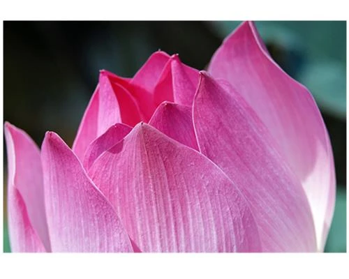 Khi nào nên lấy nét bằng chế độ MF?