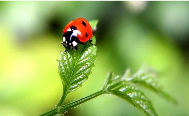 Kỹ thuật lấy nét trong thể loại chụp ảnh Macro