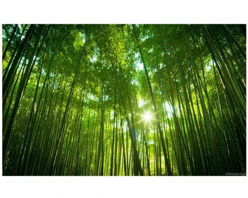 Kỹ thuật tạo tia sáng trong ảnh