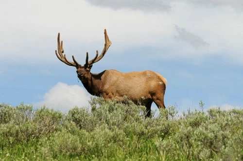 Lựa chọn Prime lens hay zoom lens?