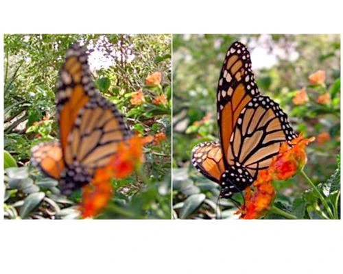 Meo chup macro dep cho tat ca moi nguoi