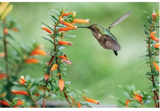 Ống kính Canon EF100-400mm F4.5-5.6 L IS II USM (nhập khẩu)