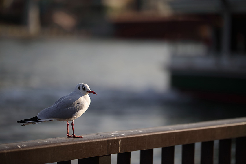 Ống Kính Sigma 105mm F/1.4 DG HSM Art For Nikon