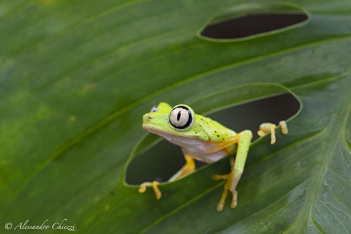 Ống Kính Sigma 150mm F2.8 EX DG OS HSM APO Macro For Nikon F