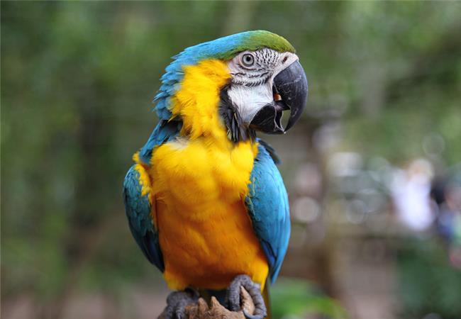 Ống Kính Sigma 24-70mm F2.8 DG OS HSM Art For Nikon (Nhập Khẩu)