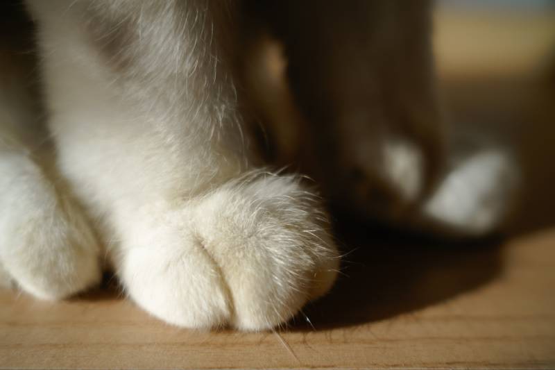 Ống Kính Sigma 24mm F3.5 DG DN Contemporary Cho E Mount