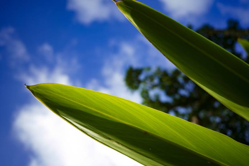 Ống Kính Sigma 24mm F3.5 DG DN Contemporary Cho E Mount