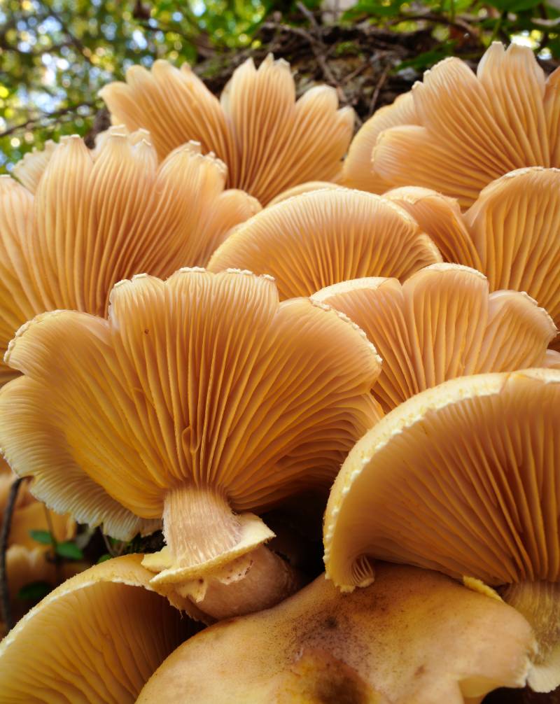 Ống Kính Sigma 24mm F3.5 DG DN Contemporary Cho E Mount