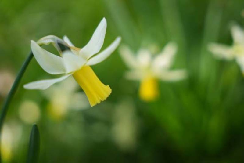 Ống Kính Sigma 28-70mm F2.8 DG DN (C) L-Mount