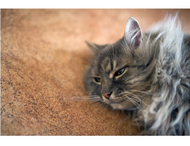 Ống Kính Sigma 35mm F1.4 DG HSM Art for Sony (nhập khẩu)