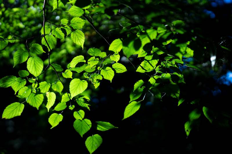 Ống Kính Sigma 56mm F/1.4 DC DN Contemporary cho Micro Four Third