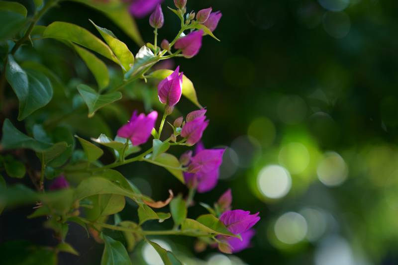 Ống Kính Sigma 65mm F2 DG DN Comtemporary Cho L Mount