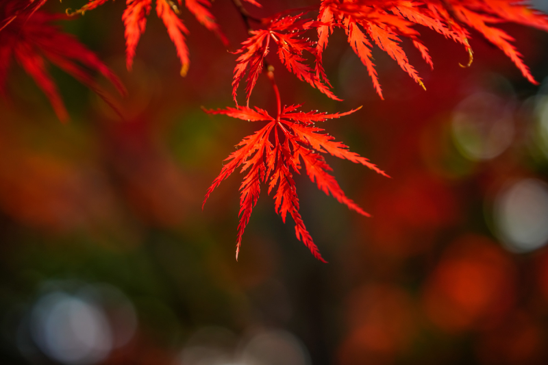 Ống Kính Sigma 65mm F2 DG DN Comtemporary Cho L Mount