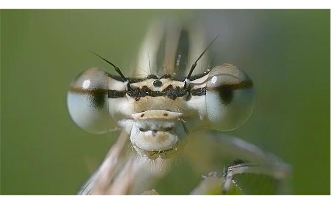 Ống Kính Sigma 70mm F/ 2.8 DG MACRO ART For Sony