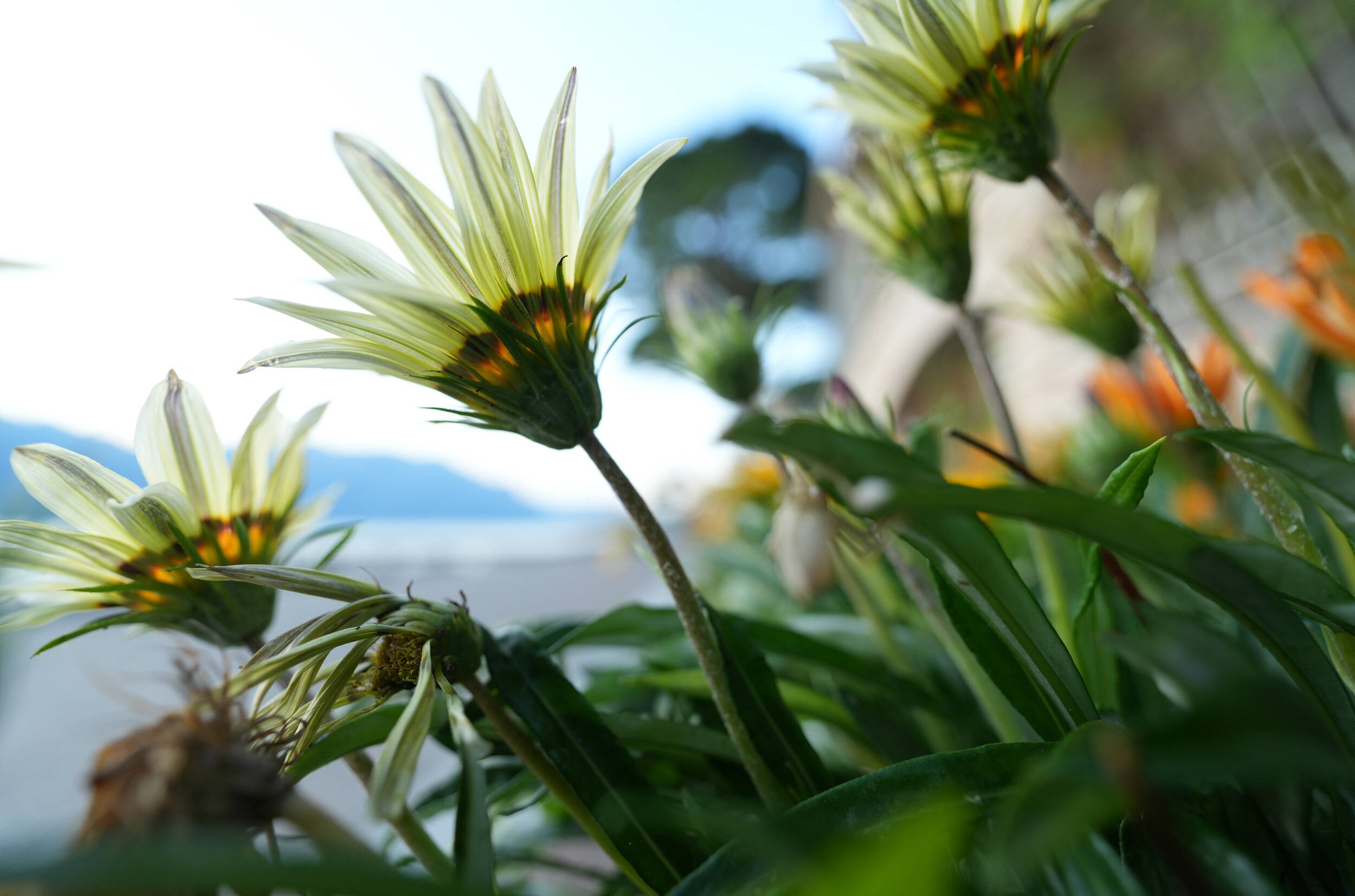 Ống Kính Sony FE 16-35mm F2.8 GM II | Chính hãng