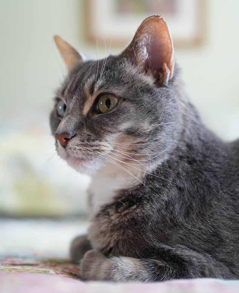 Ống Kính Sony FE 50 mm F1.2 GM (SEL50F12GM)