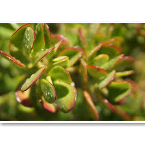 Ống Kính Sony FE 50mm f/1.8 (SEL50F18F)